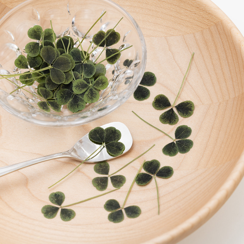 Clover (3 leaves)