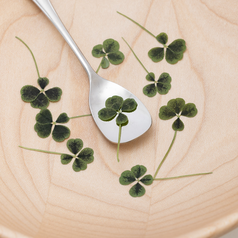 Clover (4 leaves)