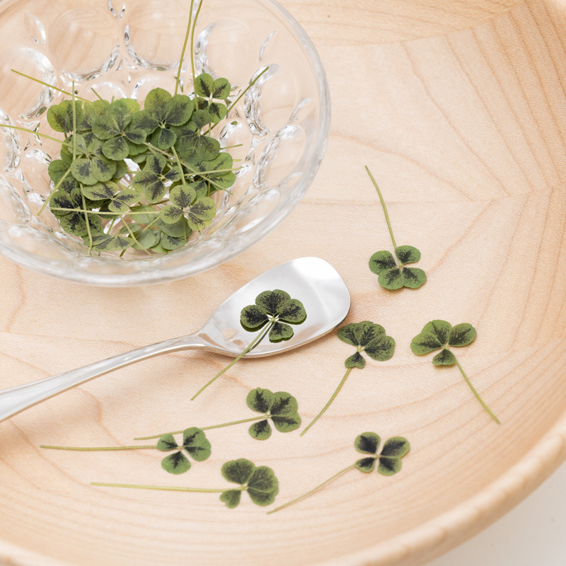 Clover (4 leaves)