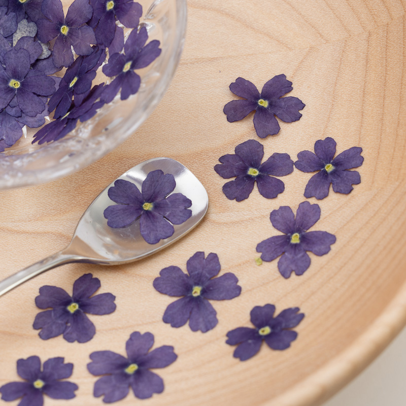 Verbena blue