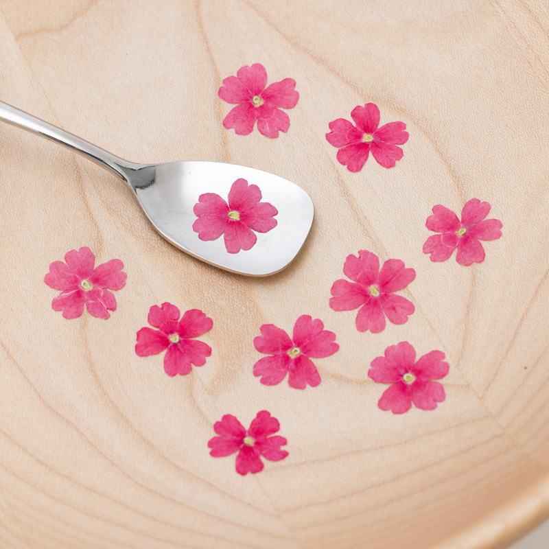 Verbena pink