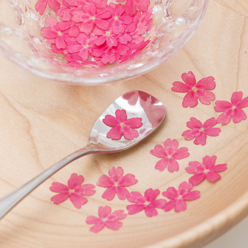 Verbena pink