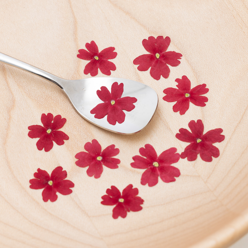 Verbena red