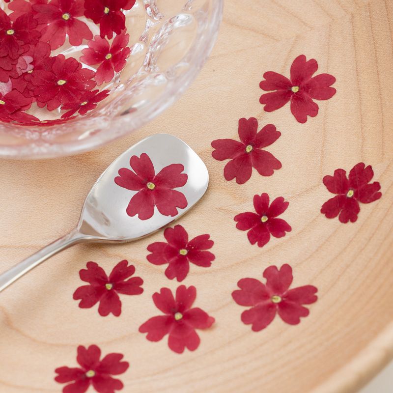 Verbena red
