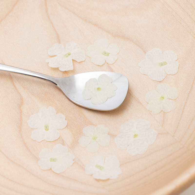Verbena white