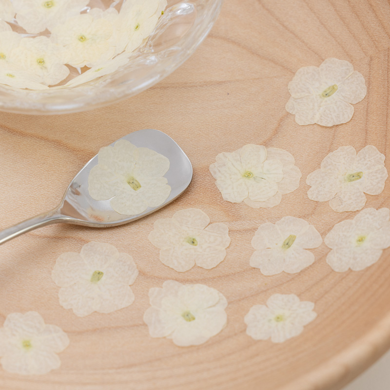 Verbena white