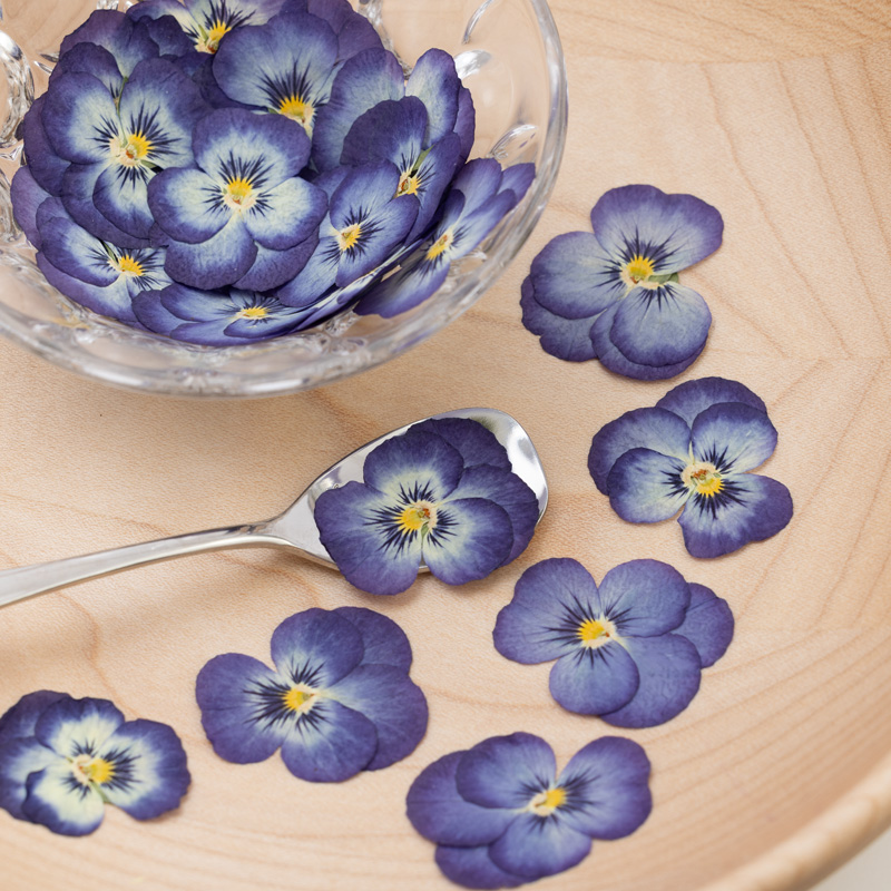 Viola Blue Viola Blue