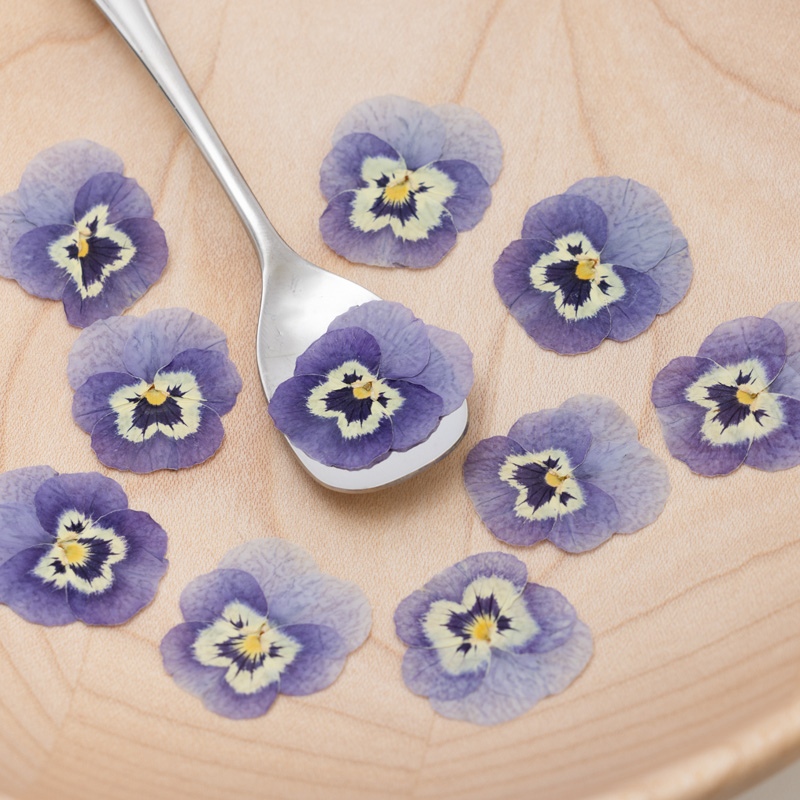 Viola (light blue) Viola (light blue)