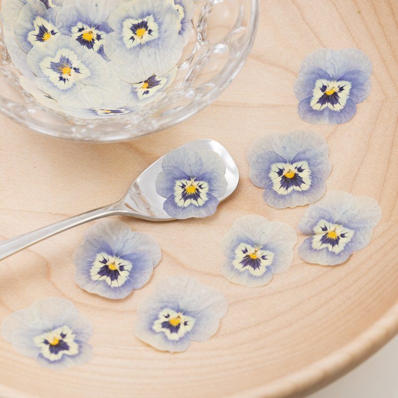 Viola (light blue) Viola (light blue)