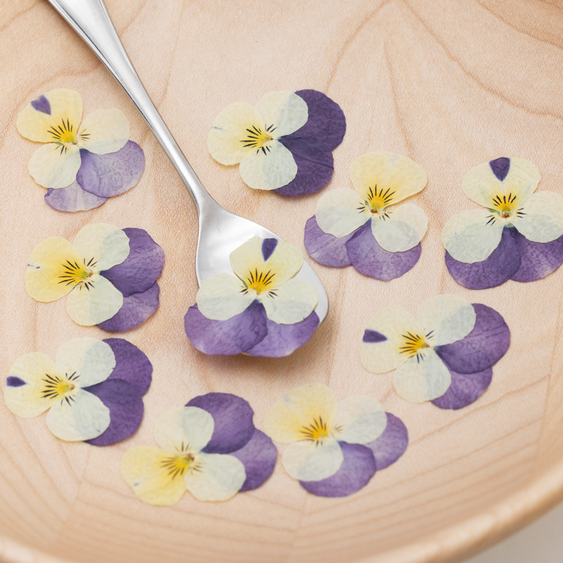 Viola White Purple Viola White Purple