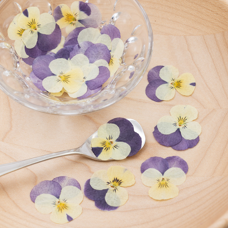 Viola White Purple Viola White Purple
