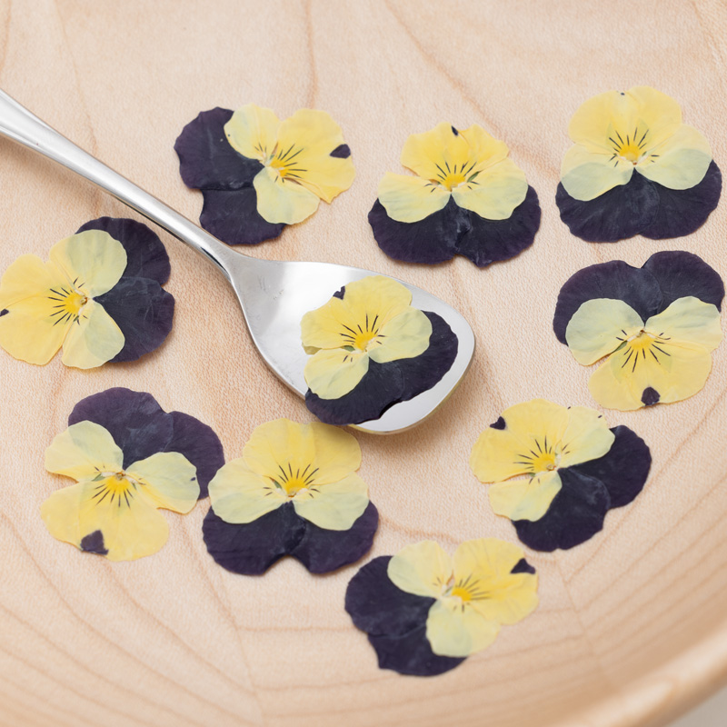 Viola Yellow Purple Viola Yellow Purple