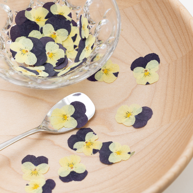 Viola Yellow Purple Viola Yellow Purple